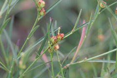 Sebastiania chamaelea